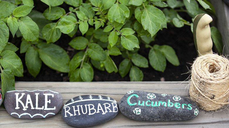 Rocks painted to mark plants