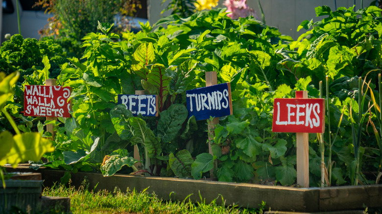 homemade garden markers