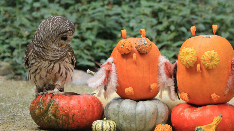 Owl and two pumpkins decorated to look like owls
