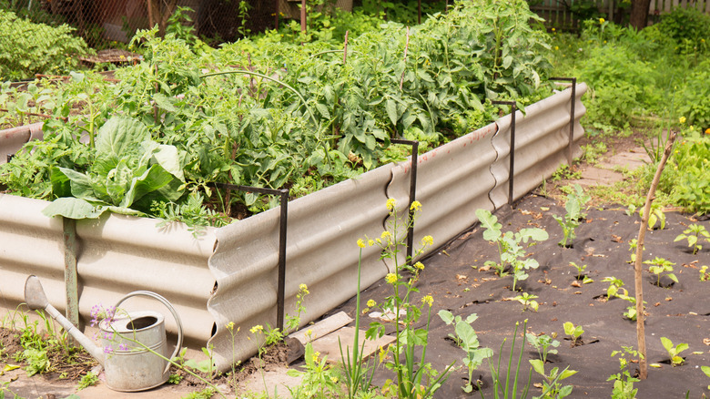 Tomatoes and other vegetables grow in a raised garden bed made from corrugated metal sheet.