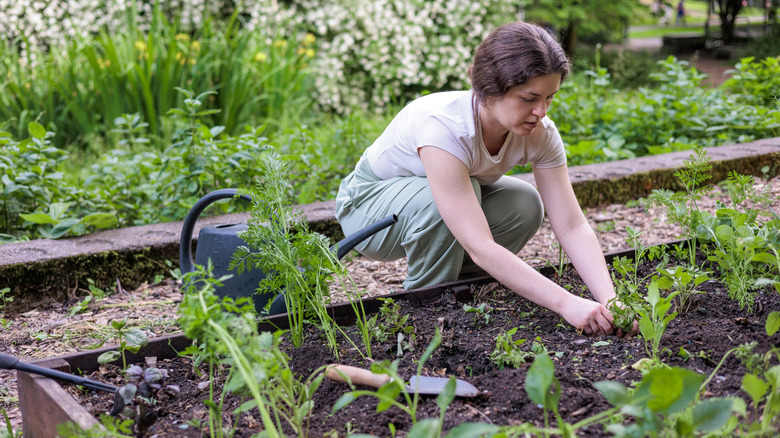 A woman tending to plants in a raised garden bed.