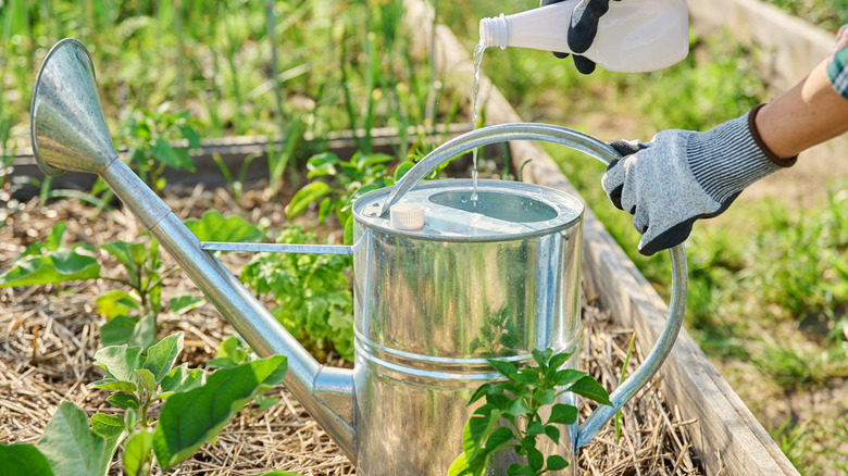 Gardener adding liquid fertilizer to a watering can in the garden.