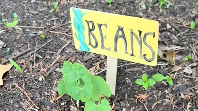 A small wooden sign painted yellow with the words "beans" on it and stuck in a garden bed next to a bean seedling