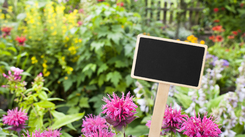 A blank chalkboard sign in a flower garden