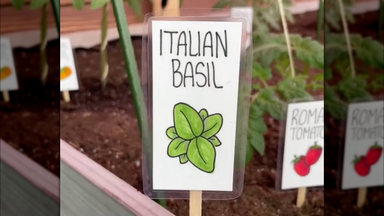 Closeup of a basil laminated sign stuck into a garden bed