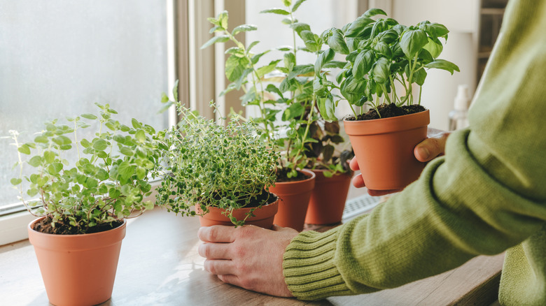 A gardener places various herbs growing in terracotta pots on a sunny windowsill.