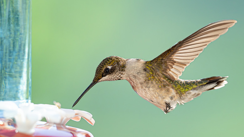 hummingbird swooping in to drink nectar at a feeder