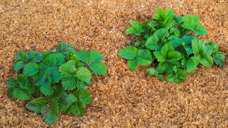 young healthy strawberry plants growing in finely shredded sawdust