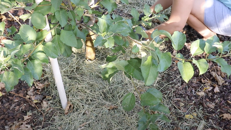 woman laying alfalfa hay at base of fruit tree