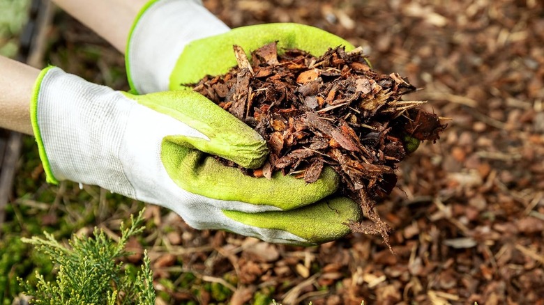 Green and white gloved hands cupping cypress mulch in garden bed
