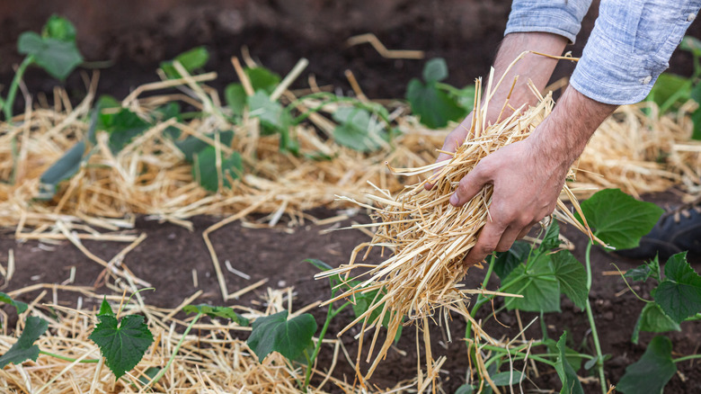 hands laying straw mulch around vine plants in dark soil