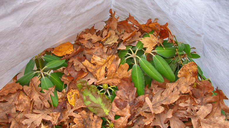 natural fallen oak leaves atop young Rhododendron saplings