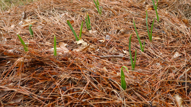 young garlic sprouts in pine needle mulch