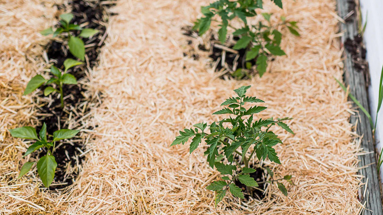 garden sprouts surrounded by sustainable wheat straw