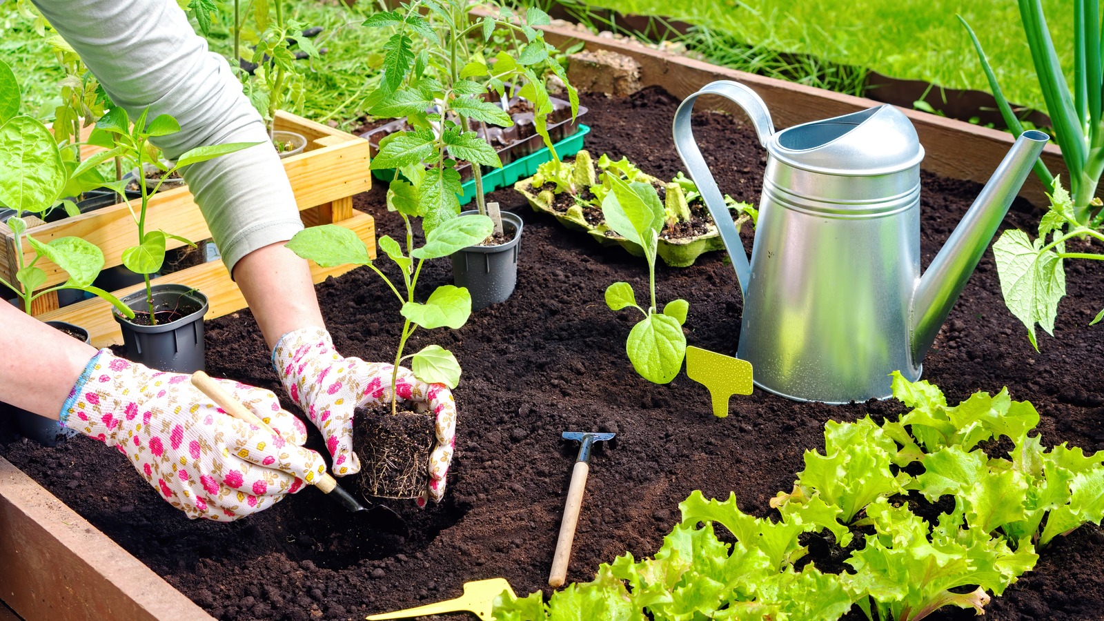 Beat The Burn: Essential Garden-saving Hacks Ahead Of The Next Heatwave