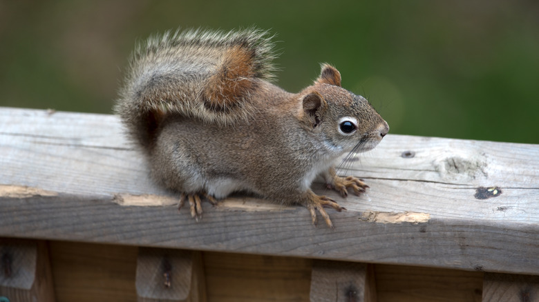 Squirrel on damaged wooden deck