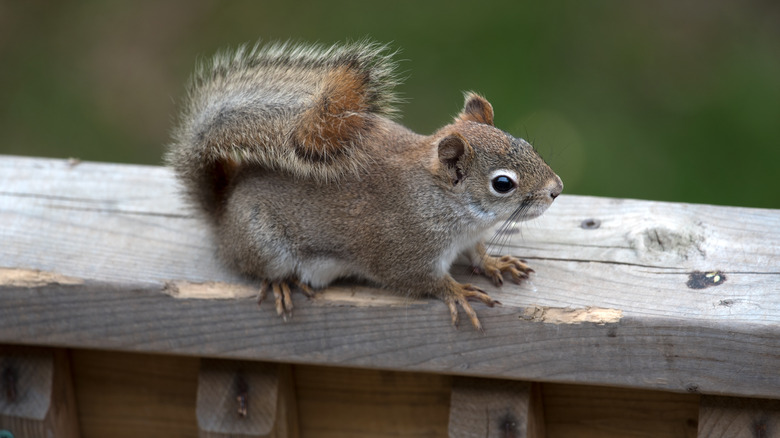 Squirrel deterrent clearance
