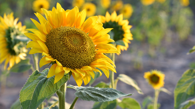 closeup of a sunflower in a field