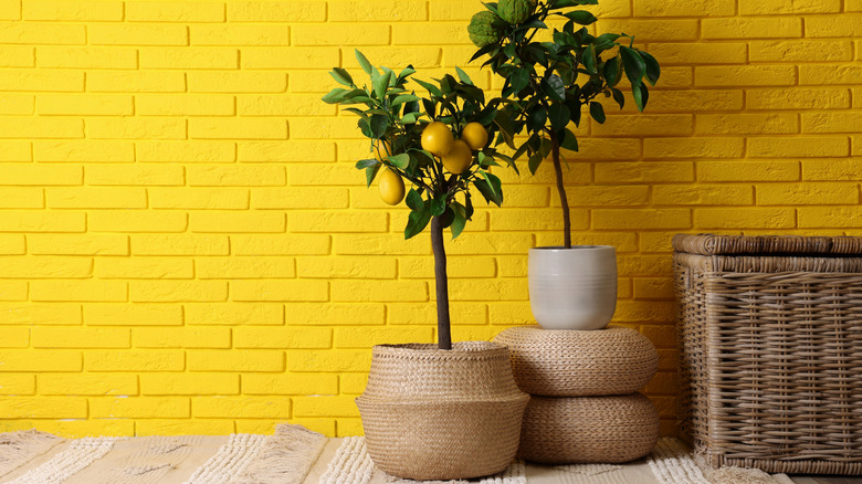 A faux lemon tree in a woven basket