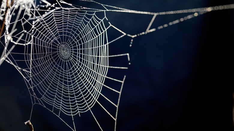 Spiderweb with dewdrops