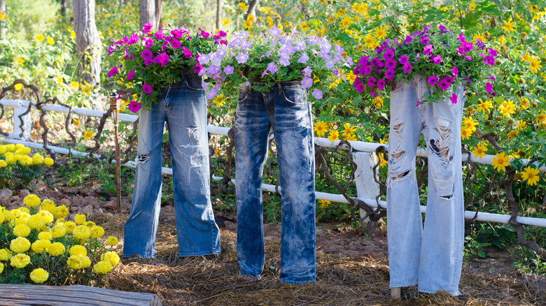 Old jeans transformed into hanging planters in the garden filled with petunias.