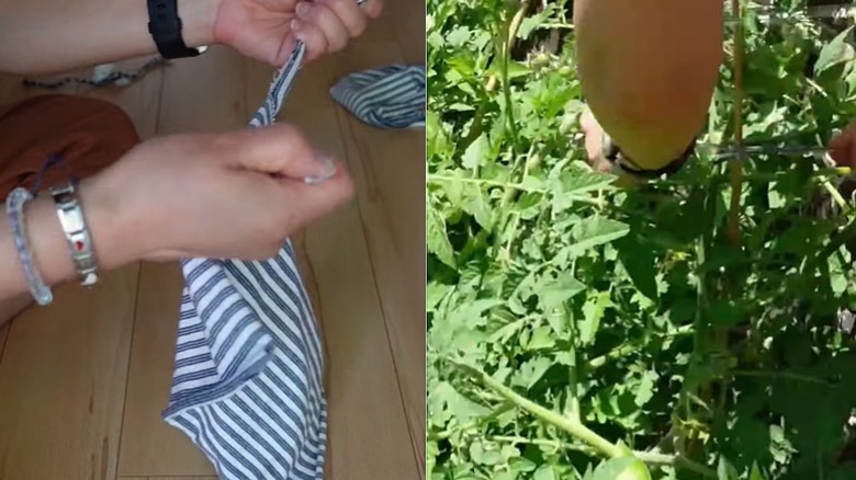 Person tearing shirt into strips and tying the strips around a plant