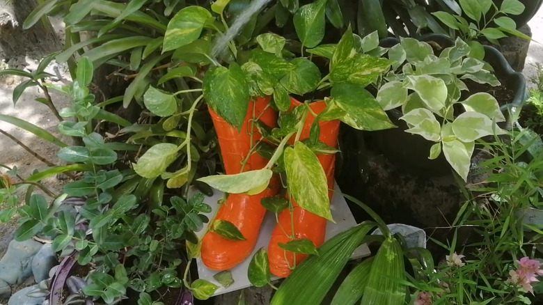 Person watering plants growing in red rain boots used as planters