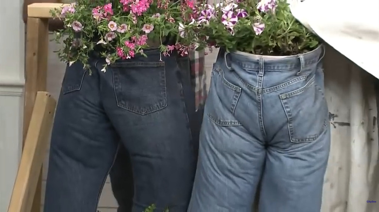 Jeans hanging on a wood frame with plants growing out of the top
