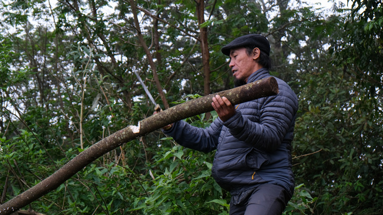 Someone cutting into a large branch