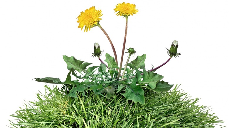 Dandelion growing in grass