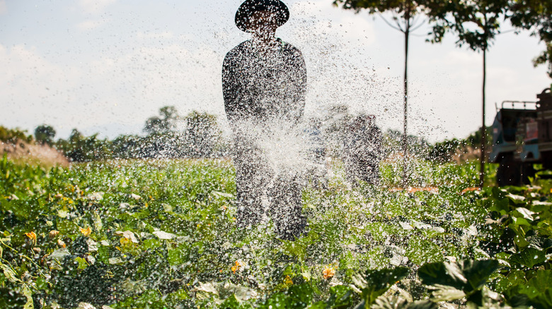 Gardener spraying down veggies