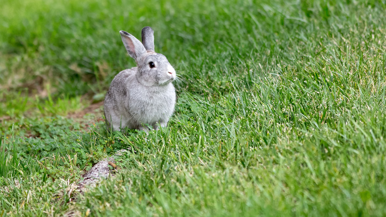 rabbin on lawn