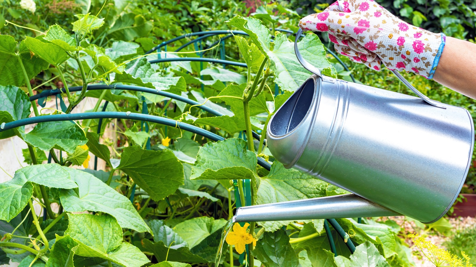 DIY Your Own Trellis With This Easy And Affordable Garden Hose Hack
