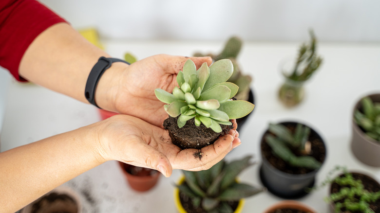 Someone holding a succulent
