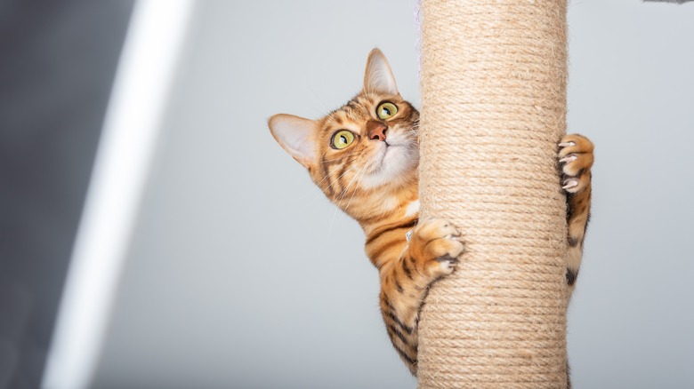 Bengal cat climbs up a pole or post covered with sisal
