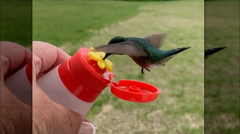 Uccello appollaiato sulla bottiglia del condimento