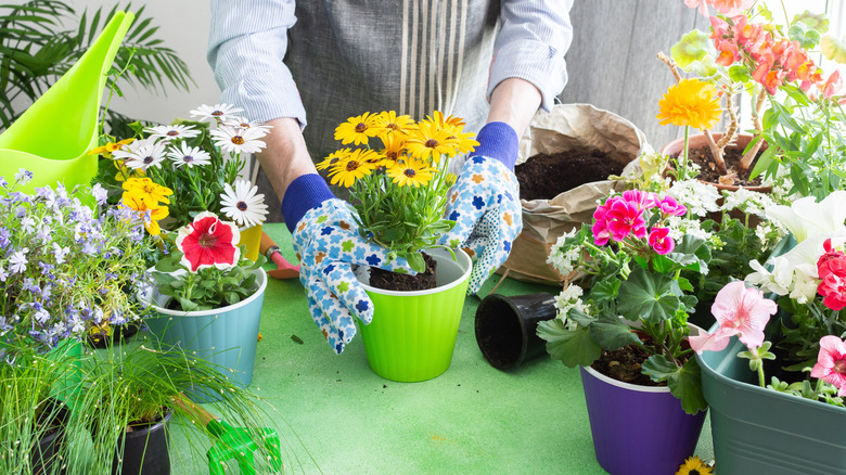 A person placing Osteospermum African daisy flowers in pots