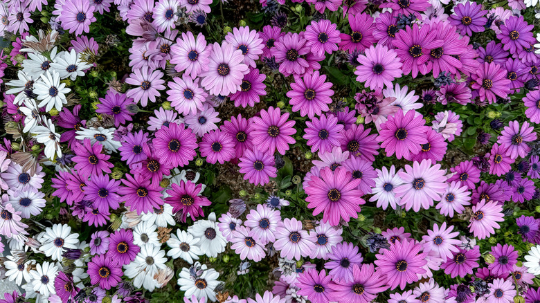 Purple African daisies Osteospermum in bloom