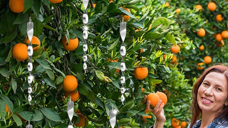 A woman harvests oranges from trees hung with silver bird scarer rods