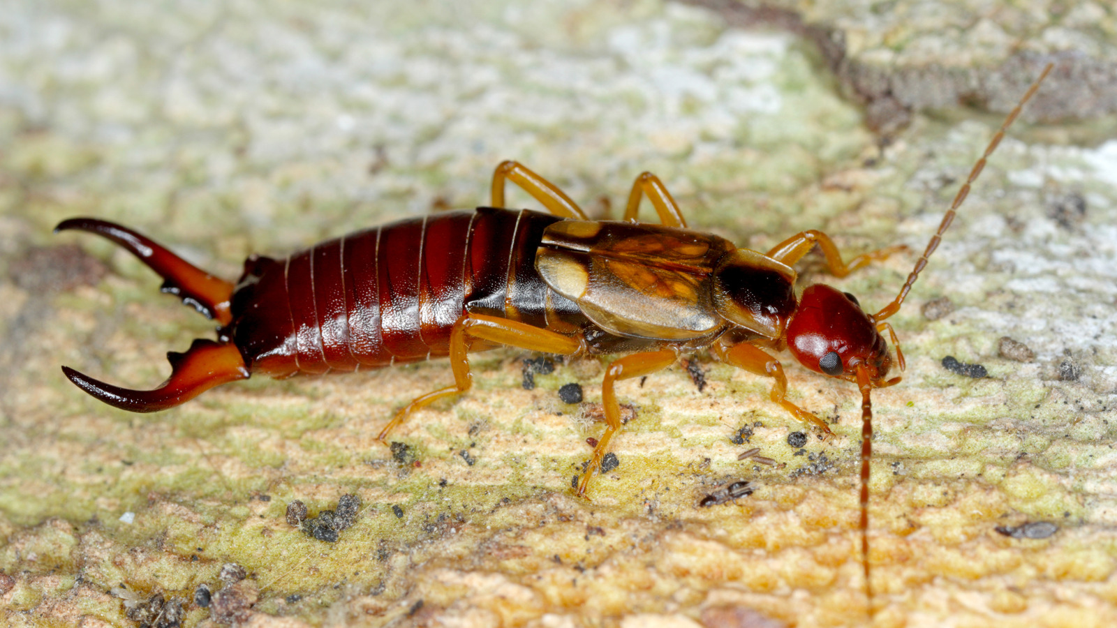 Do Bay Leaves Help Eliminate Earwigs From Your Kitchen?