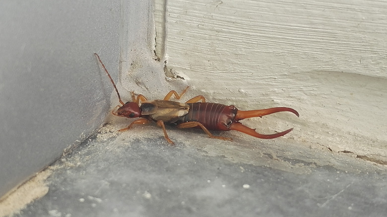 earwig in corner