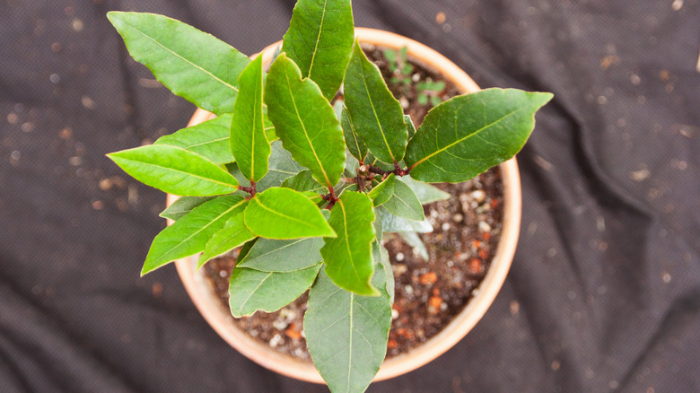 bay leaves in plant pot