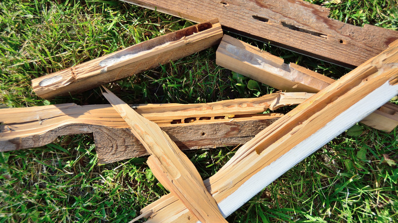 Carpenter bee tunnels in wood