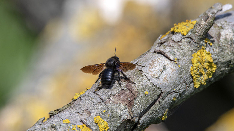 A carpenter bee perched on a branch
