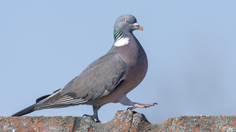 pigeon walking on roof 