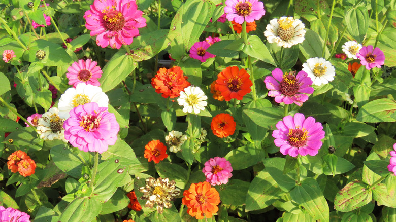 overhead shot of zinnias