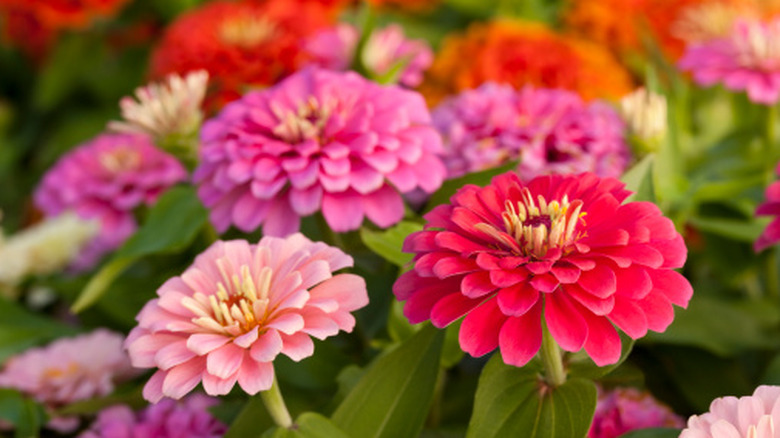 close up of colorful zinnia flowers
