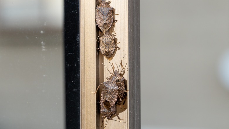 A group of stink bugs inside a house