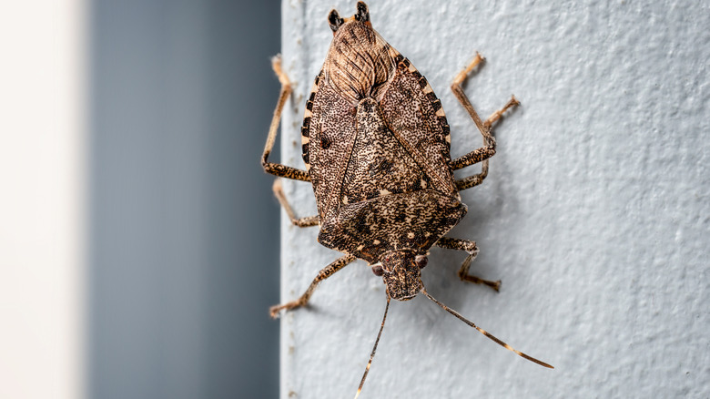 An invasive brown marmorated stink bug on a house wall