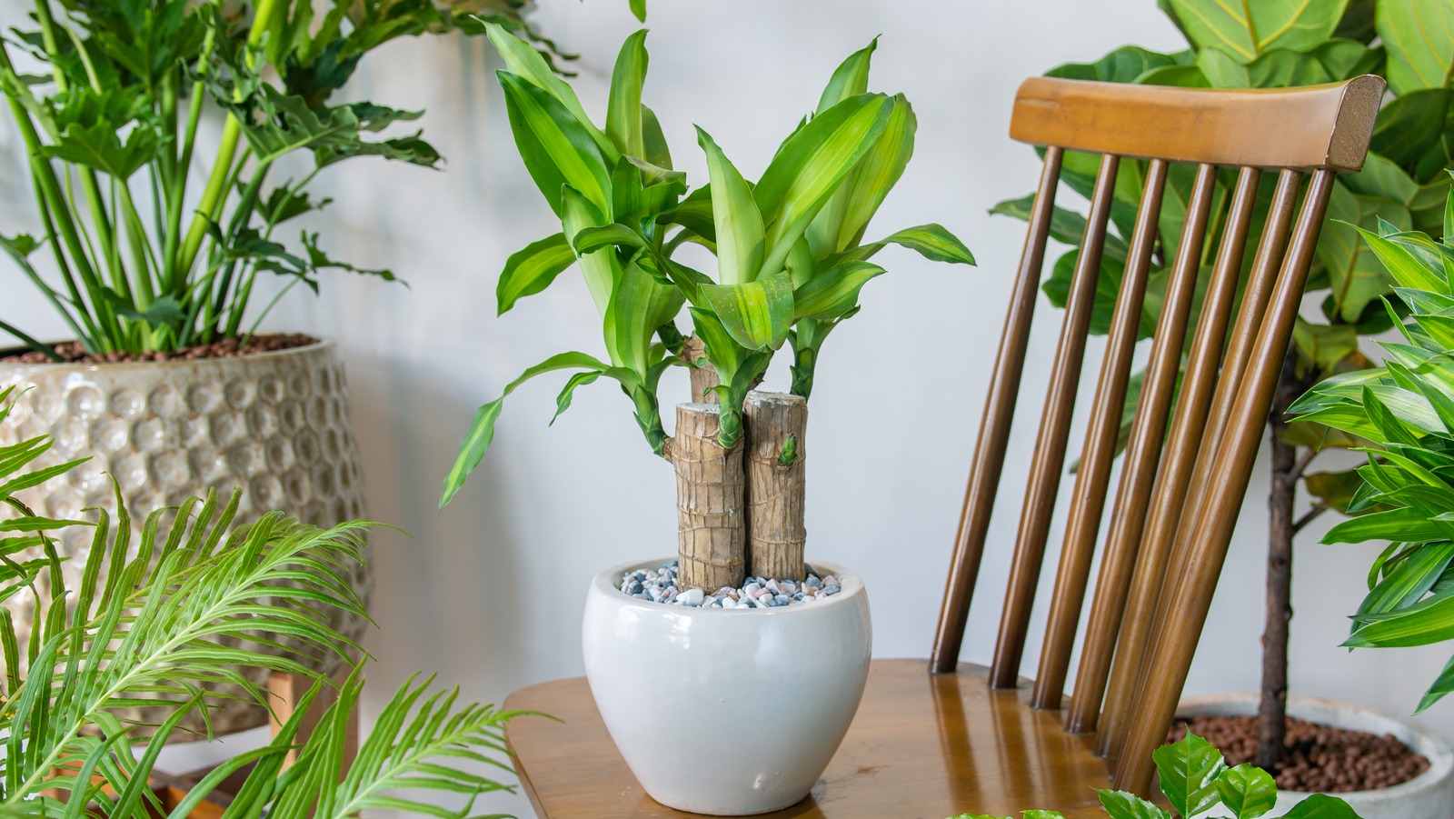Do Corn Plants Actually Purify The Air In Your Home?